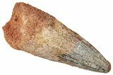 Fossil Spinosaurus Tooth - Real Dinosaur Tooth #357419-1